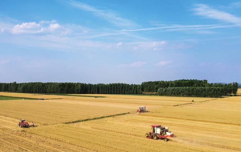 Wheat Harvest in Shandong has Been Completed Nearly 60%