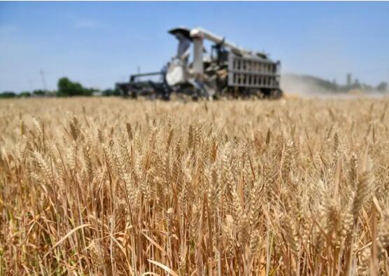 In Shandong 10 Billion Kilograms of Grains Have Been Purchased During Summer Grain Acquisition.