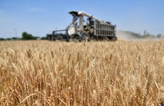 산둥성 올해 여름 곡물 집중 수매 기간 수매량 약 200억 근