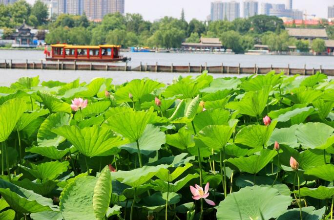Lotus fleurit dans le lac Daming