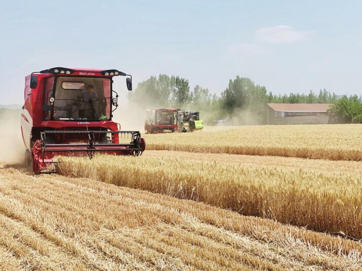 Урожай пшеницы в основном завершён