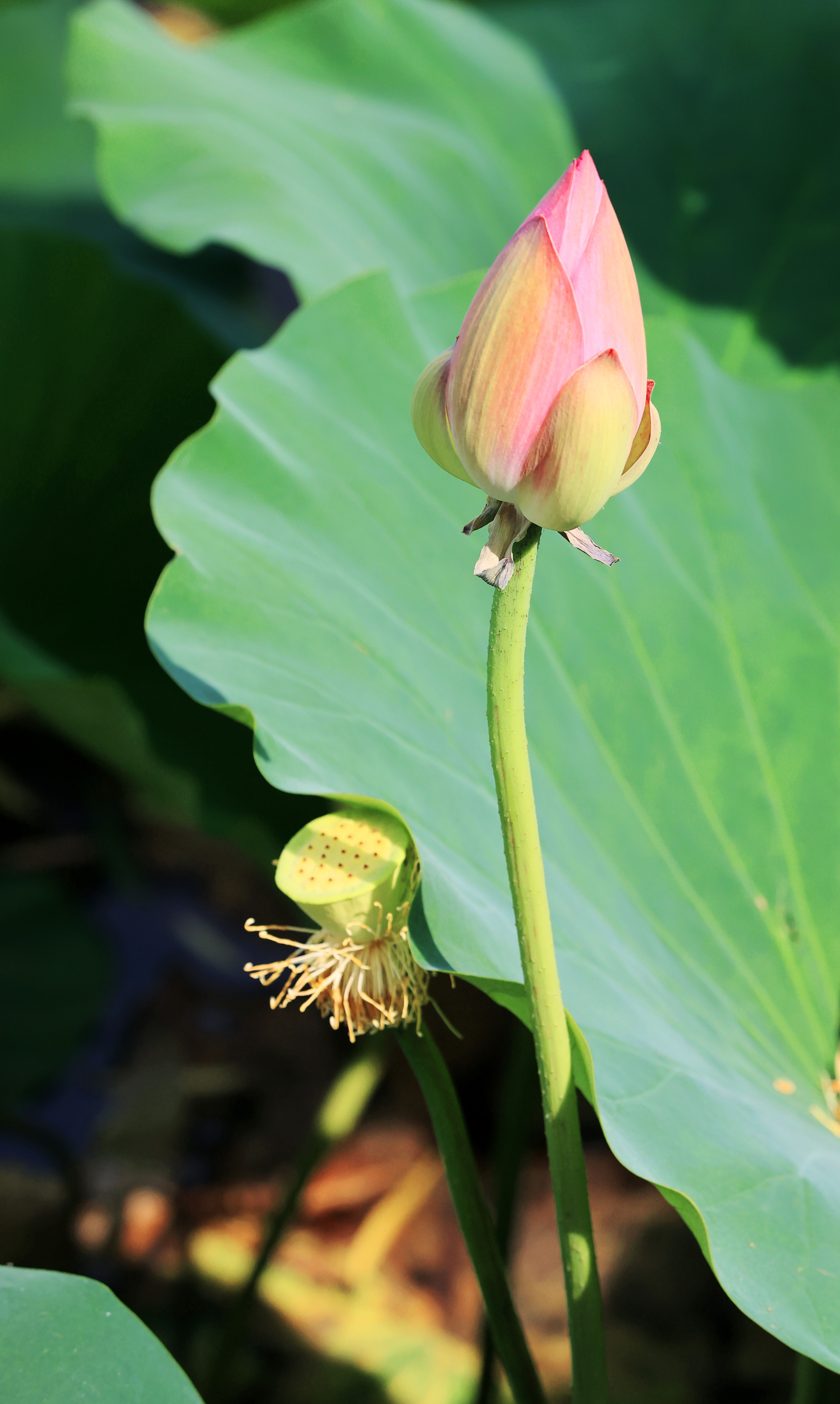 划船荡舟，赏荷观景，乐享周末时光！