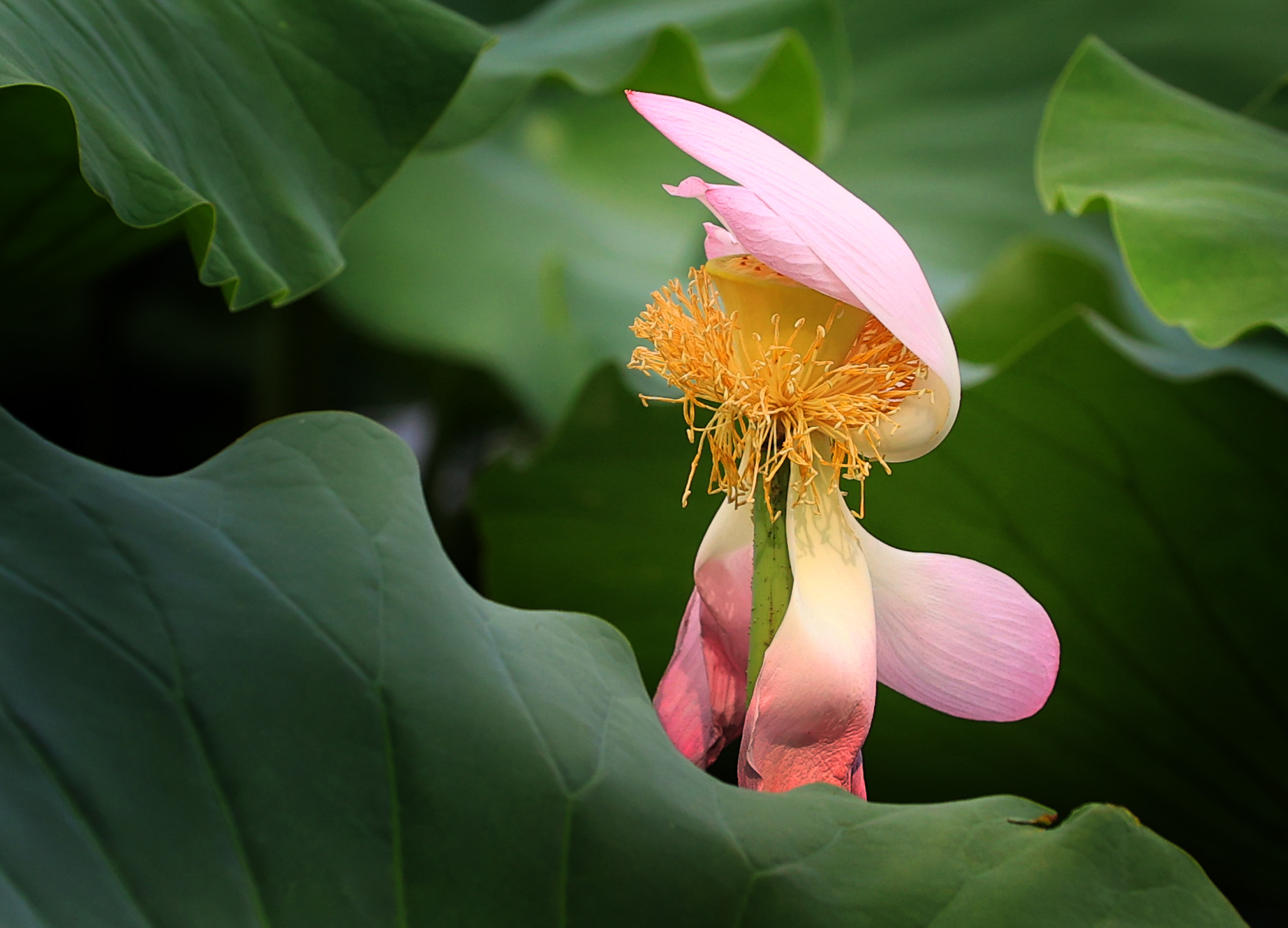 划船荡舟，赏荷观景，乐享周末时光！
