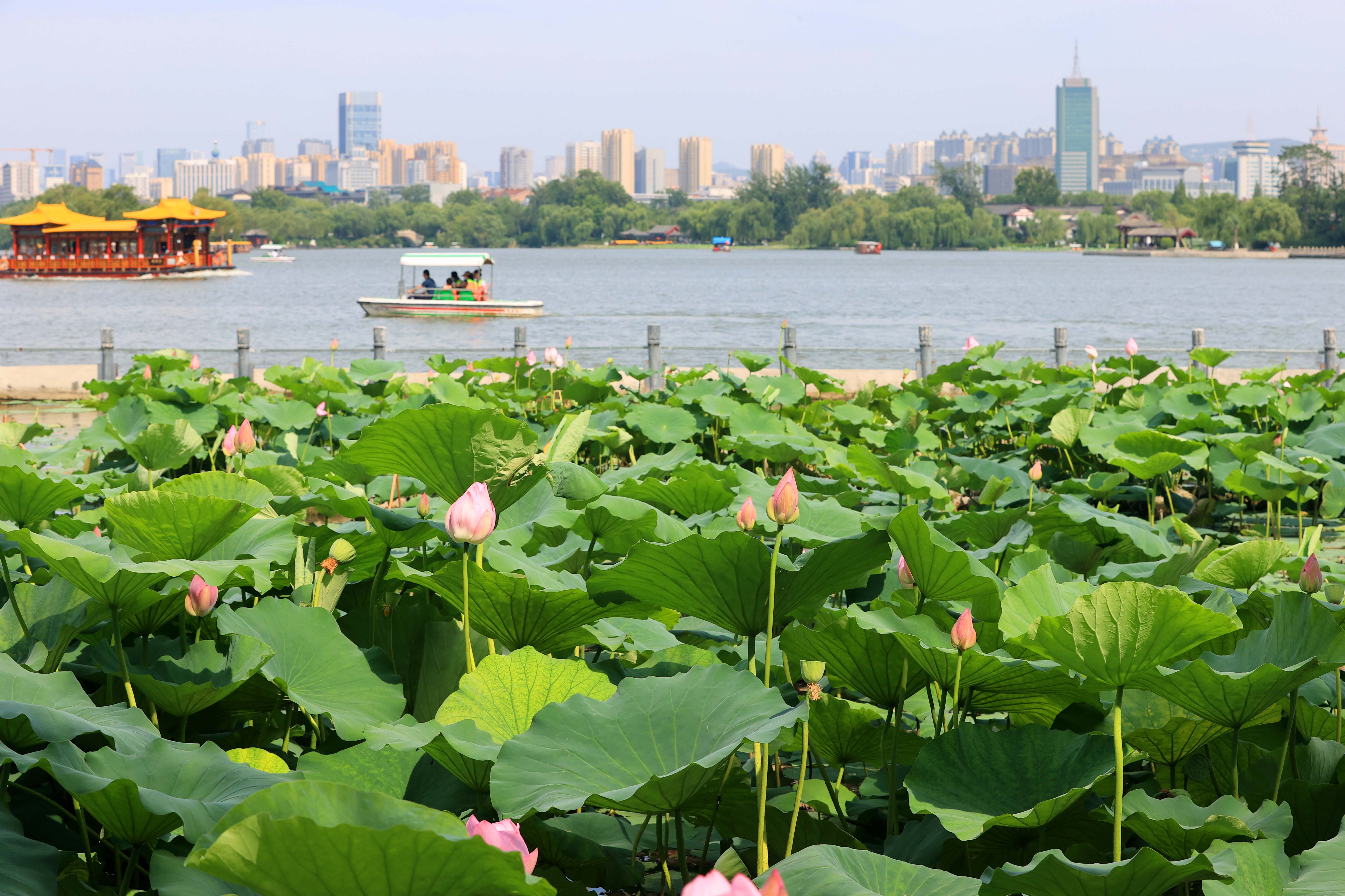 划船荡舟，赏荷观景，乐享周末时光！