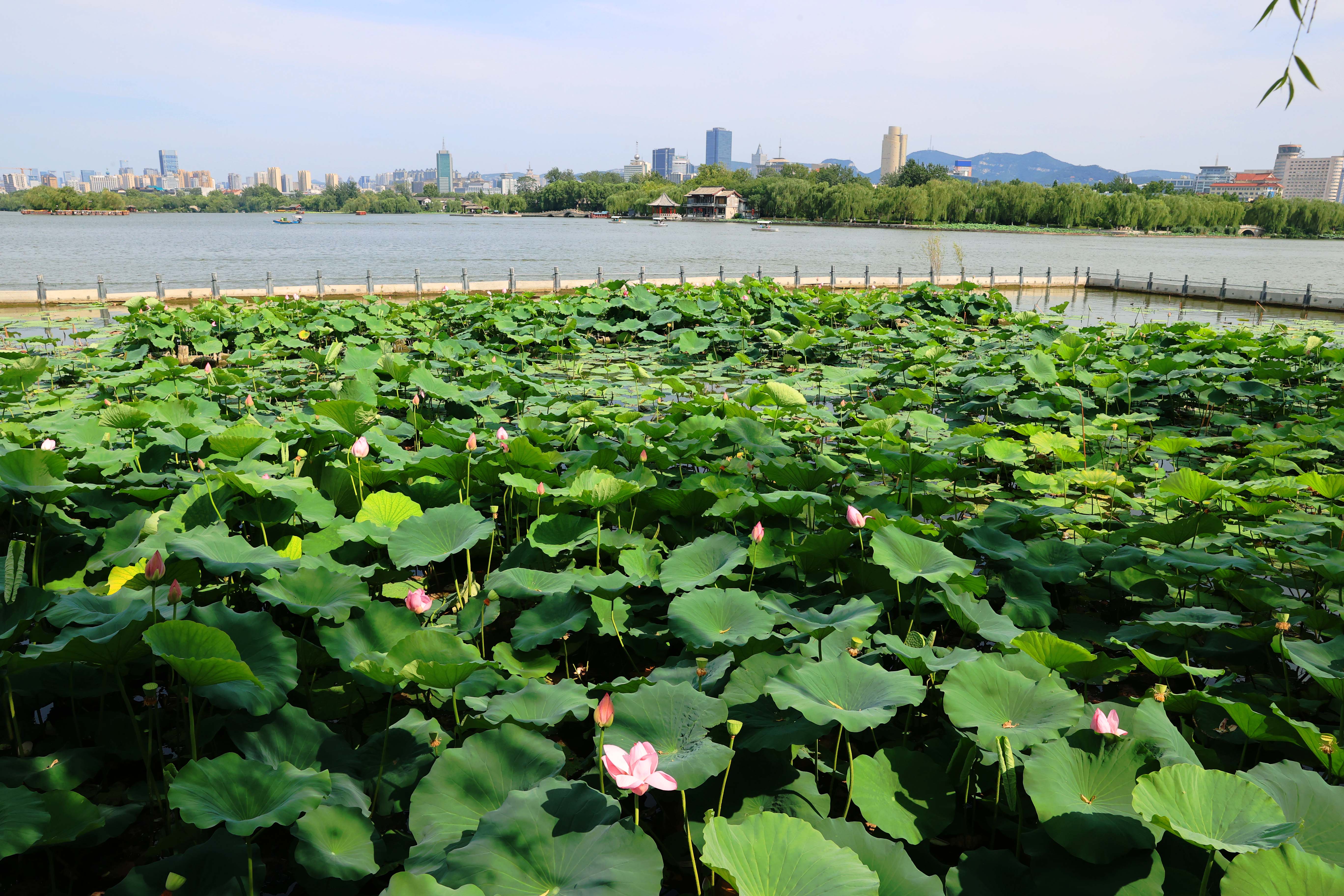划船荡舟，赏荷观景，乐享周末时光！