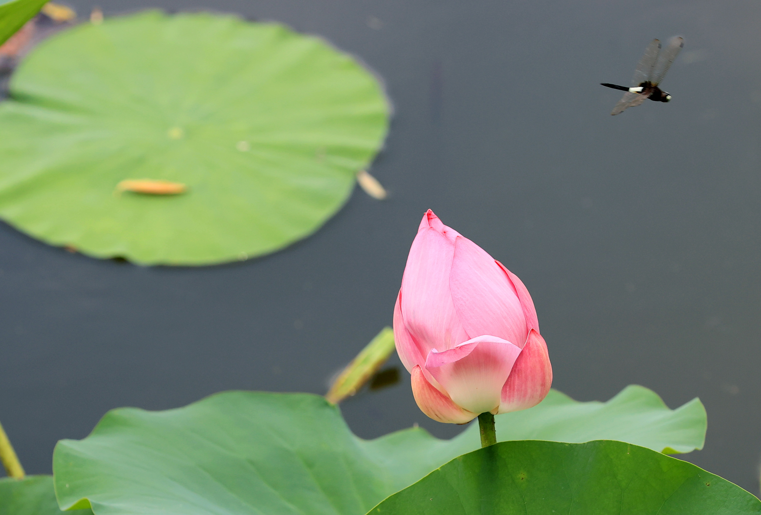 划船荡舟，赏荷观景，乐享周末时光！