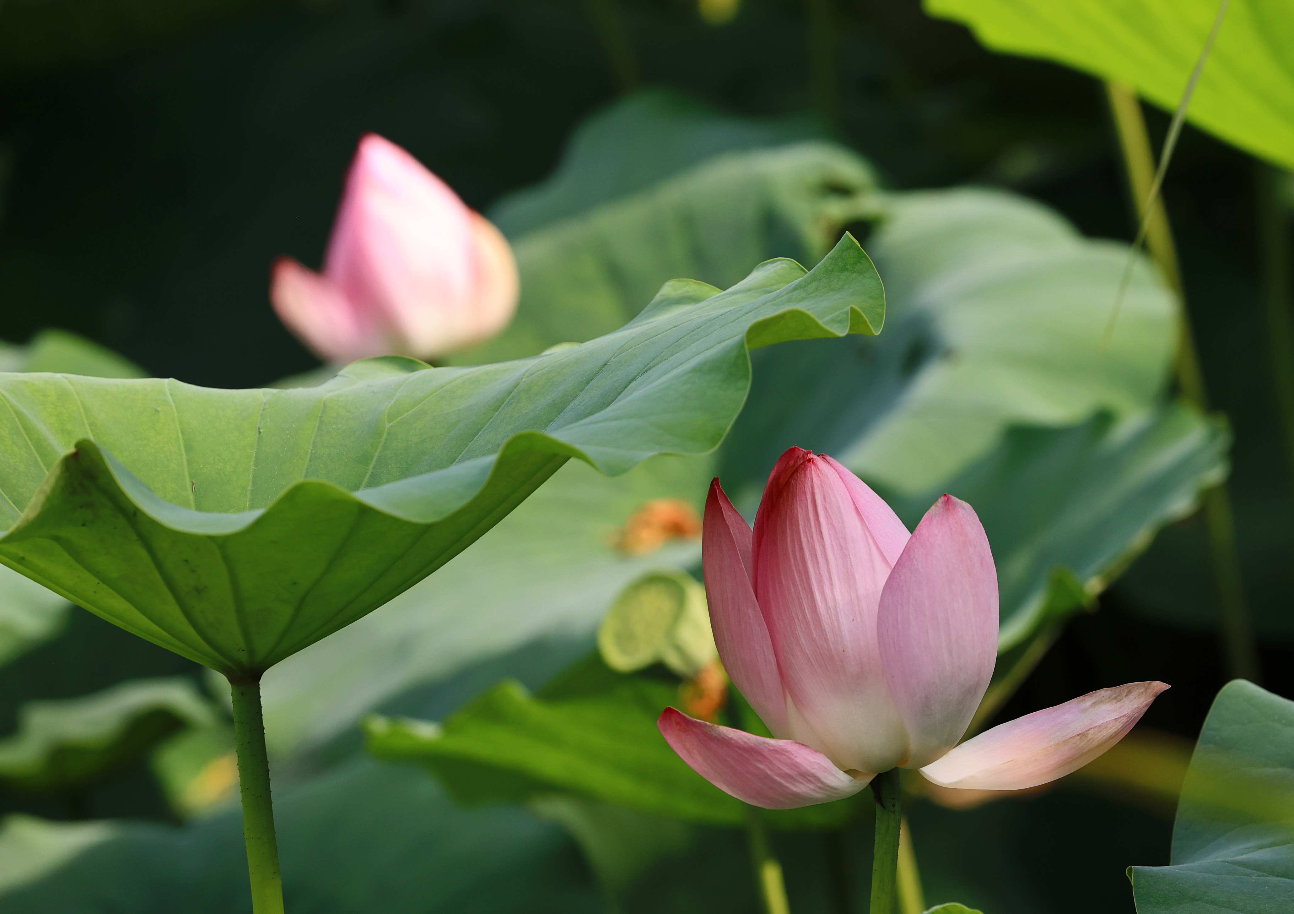 划船荡舟，赏荷观景，乐享周末时光！