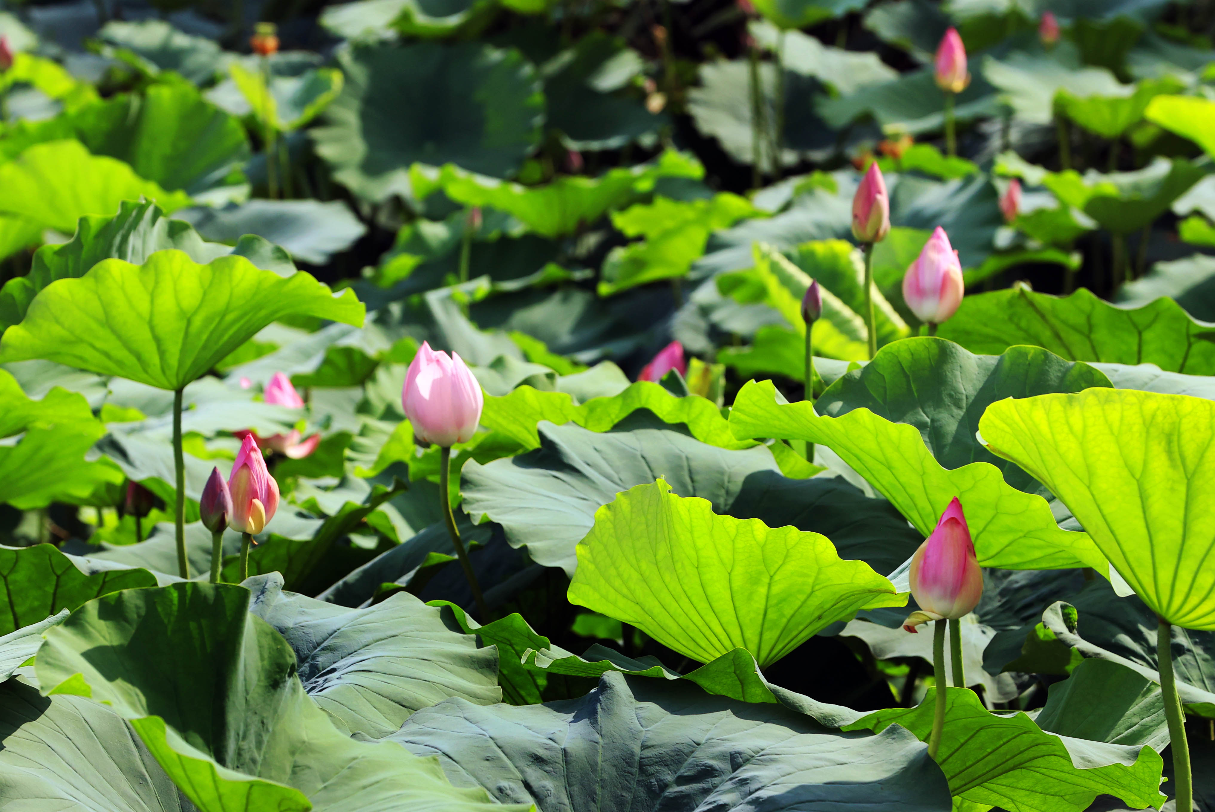 划船荡舟，赏荷观景，乐享周末时光！