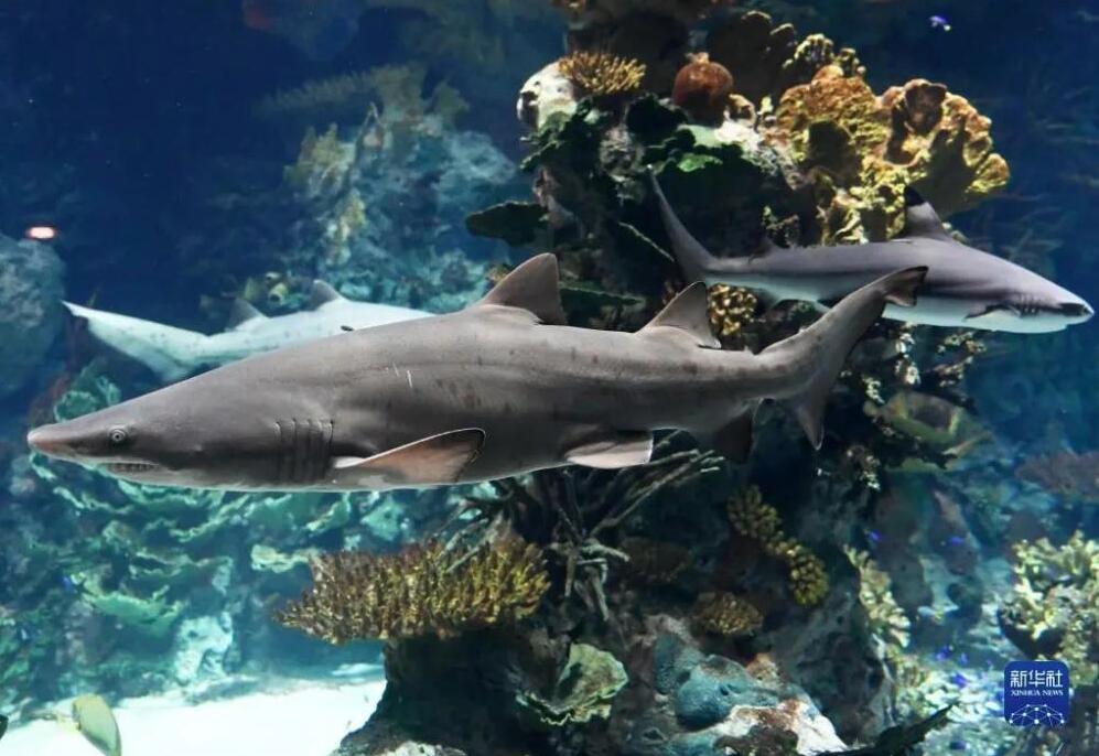 科威特宣布成功繁殖两条沙虎鲨幼鲨