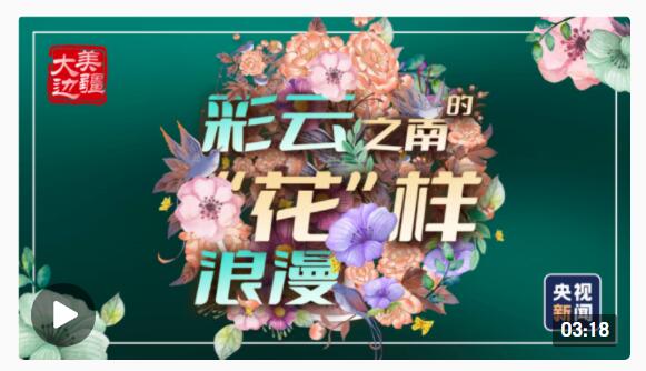 大美边疆丨彩云之南的“花”样浪漫