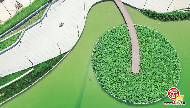 荷花增色 CBD夏之画卷