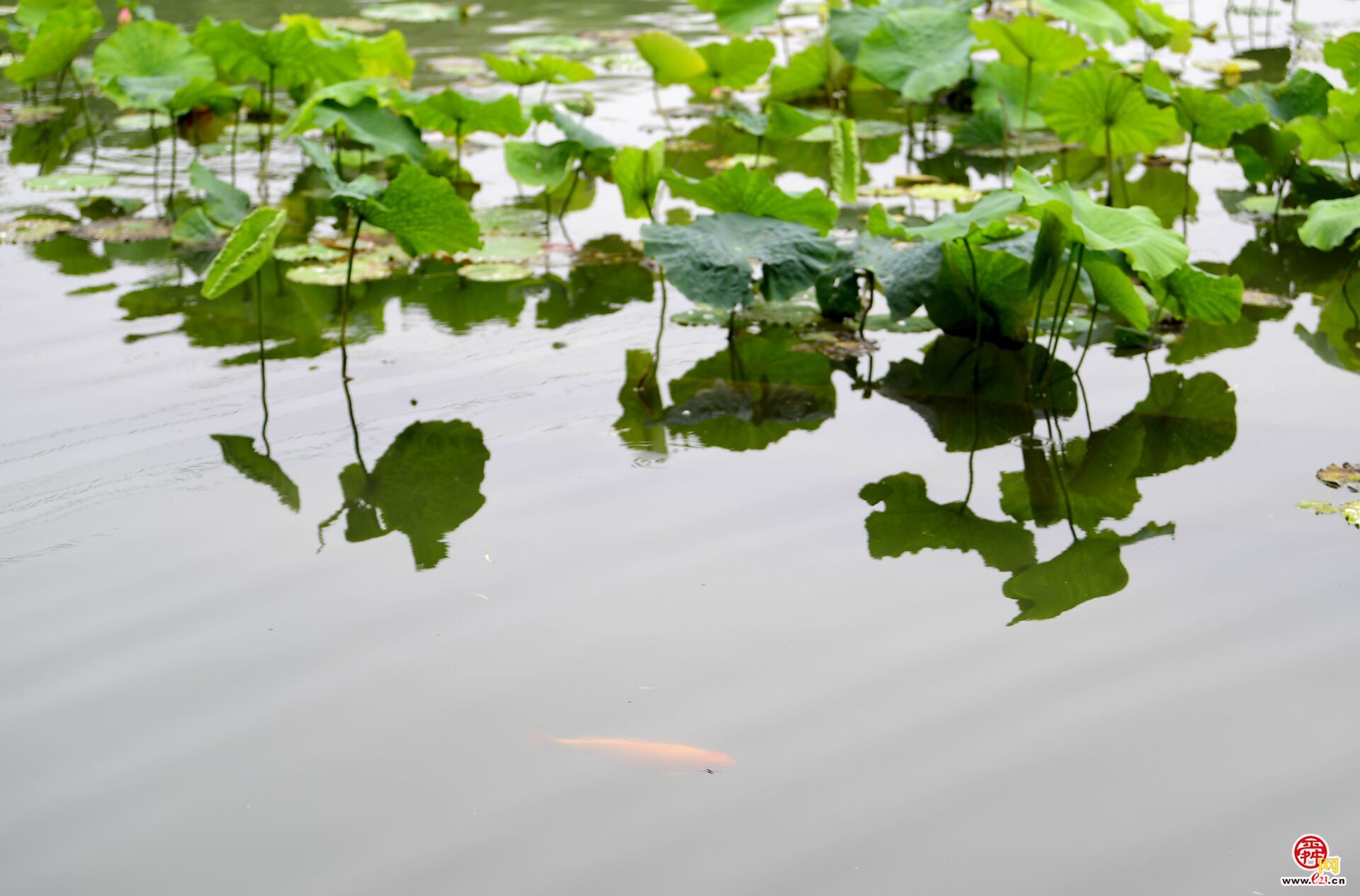 莲叶何田田，鱼戏莲叶间