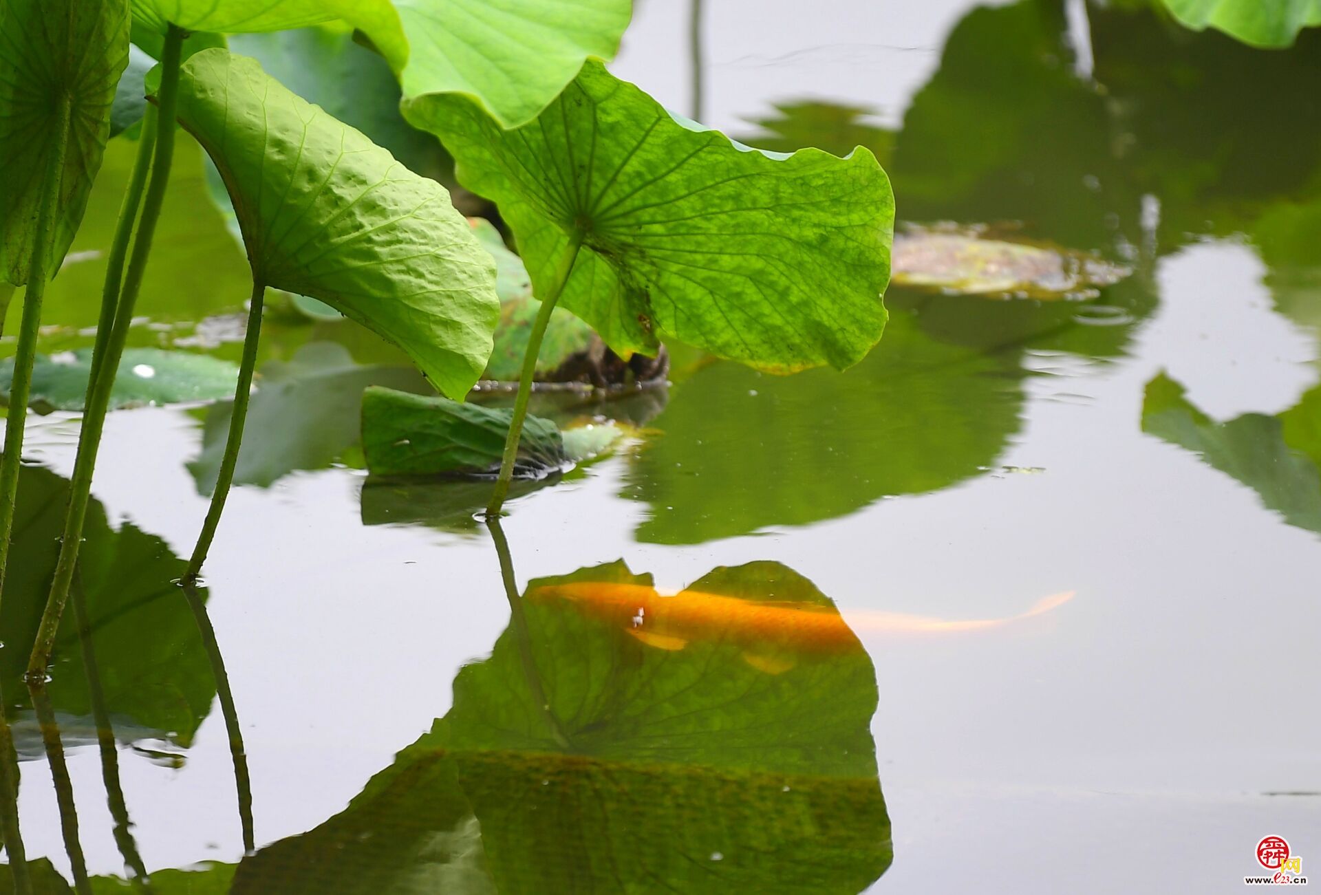 莲叶何田田，鱼戏莲叶间
