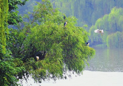 Egrets Flying By Xiaoqing River