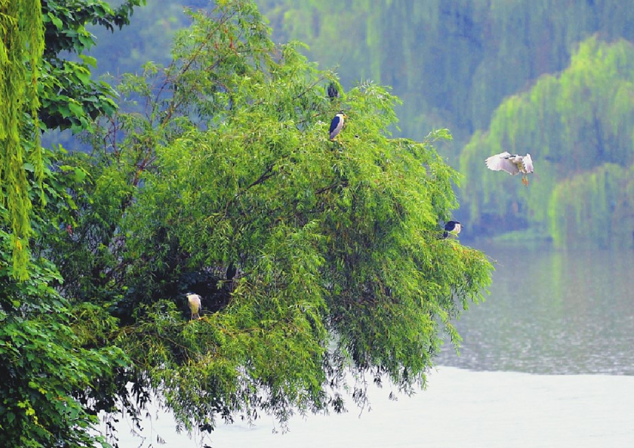 小清河畔鷺鳥飛