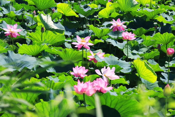 “农家乐”里也有“诗和远方”——文旅融合让乡村打卡火出圈