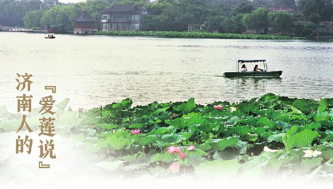 济南人的“爱莲说”