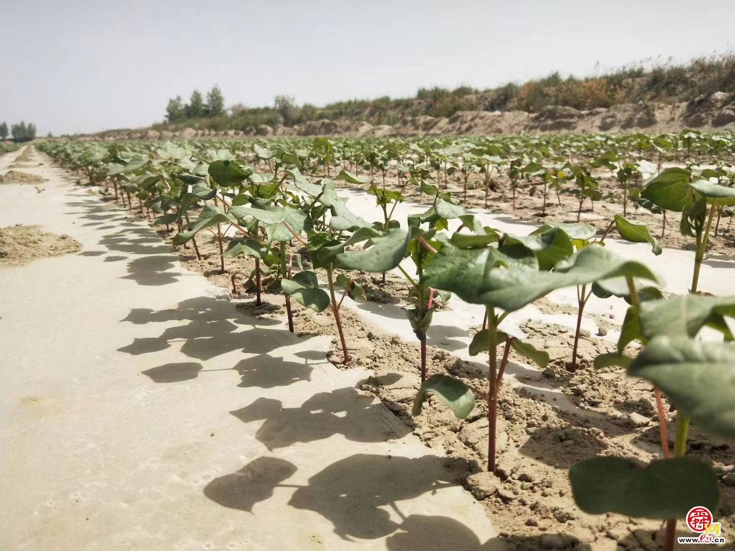 融媒·见证｜济南产新材料“拯救”上百万亩新疆棉花田——大地披上隐形新衣