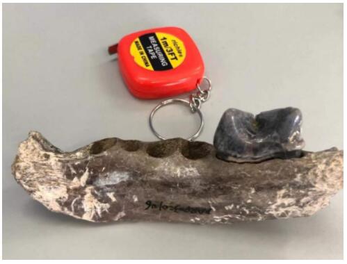 虎化石有新发现:找到现代老虎“远房亲戚”