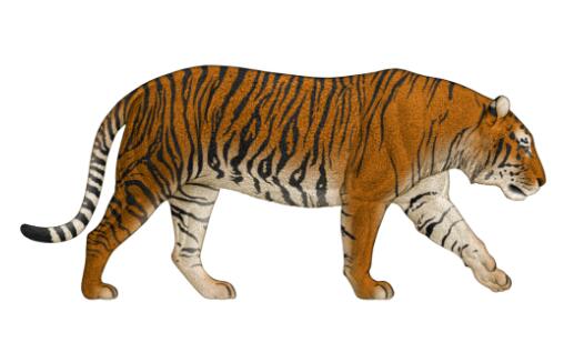 虎化石有新发现:找到现代老虎“远房亲戚”
