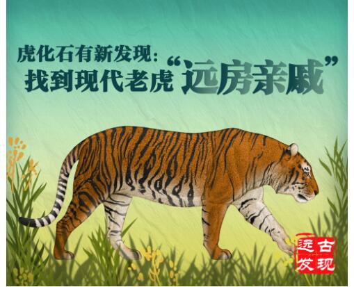 虎化石有新发现:找到现代老虎“远房亲戚”