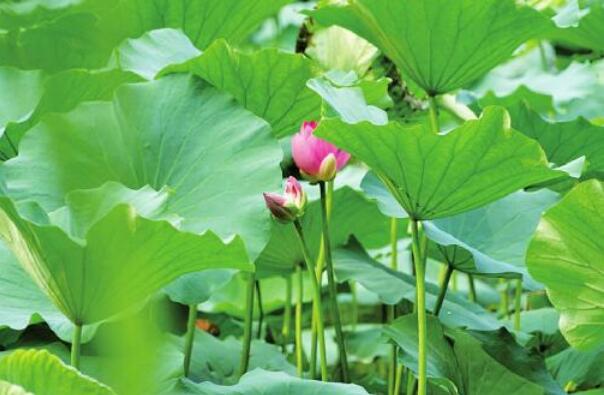 Twin Lotus Flowers on One Stalk Discovered in Daming Lake