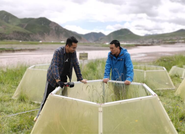 江源科考发现升温3摄氏度或将致高原植被退化
