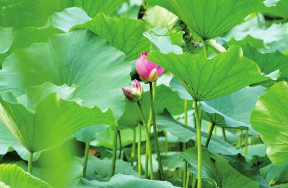Daming Lake reproduit un lotus symbiotique