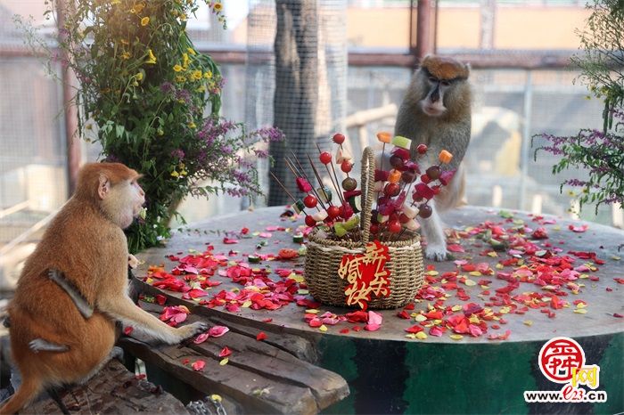 七夕趣事：济南动物园一对赤猴“奉子成婚”好喜庆