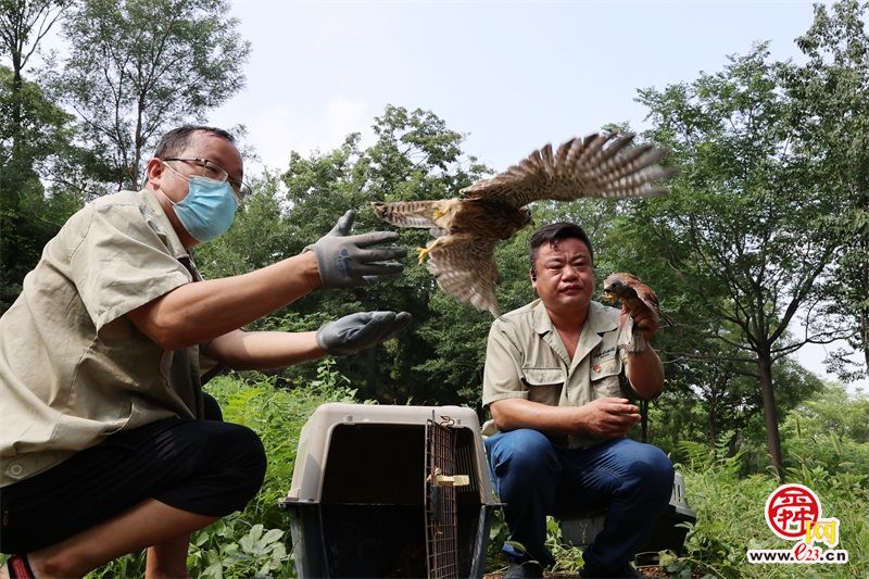21只国家二级救助野生鸟类放飞成功回归大自然