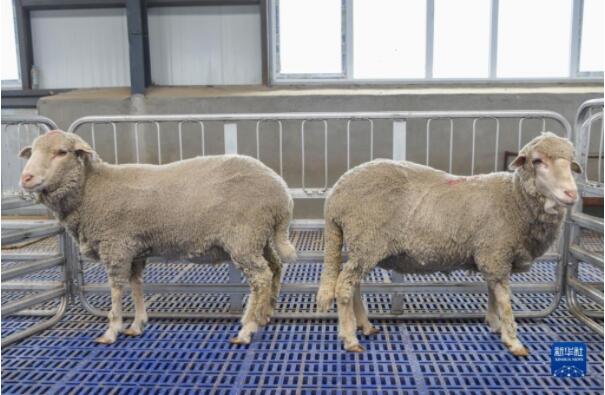 我国在绵羊基因组学研究及基因编辑短尾细毛羊育种方面取得突破