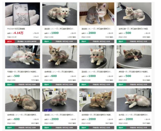 苏州俩法院拍卖18只宠物猫：已有多人报名 人预约现场看猫