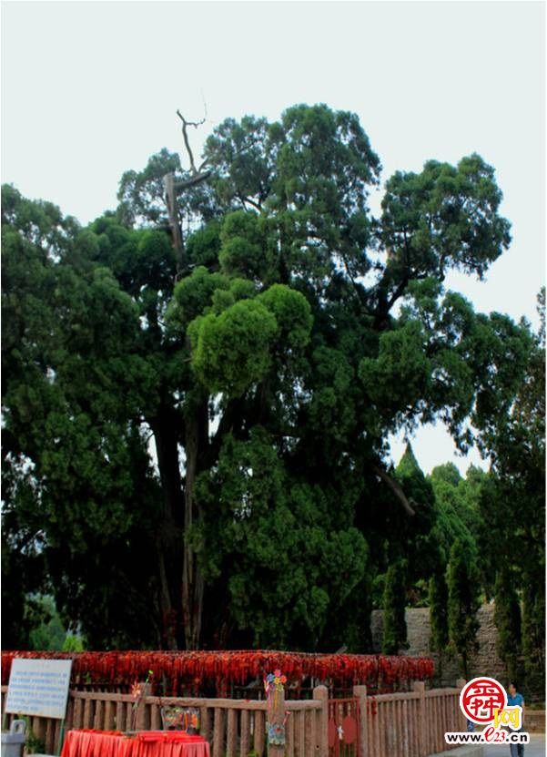 济南现有古树名木33348株，加强古树名木保护有法必依