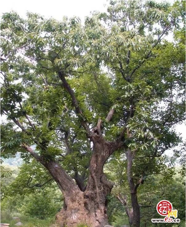 济南现有古树名木33348株，加强古树名木保护有法必依