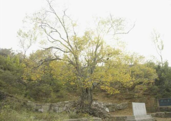 First List of Ancient Trees Under Secondary Protection in Ji’nan was Unveiled