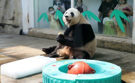 よく食べてよく寝る　パンダが幸せ