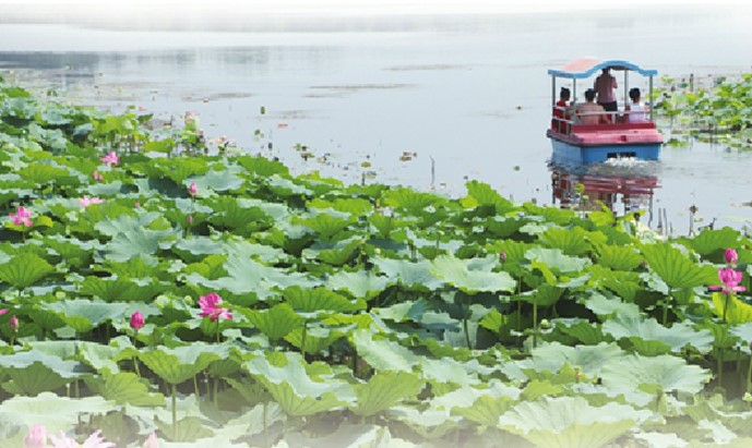 Le lotus du lac Baiyun est un autre rouge