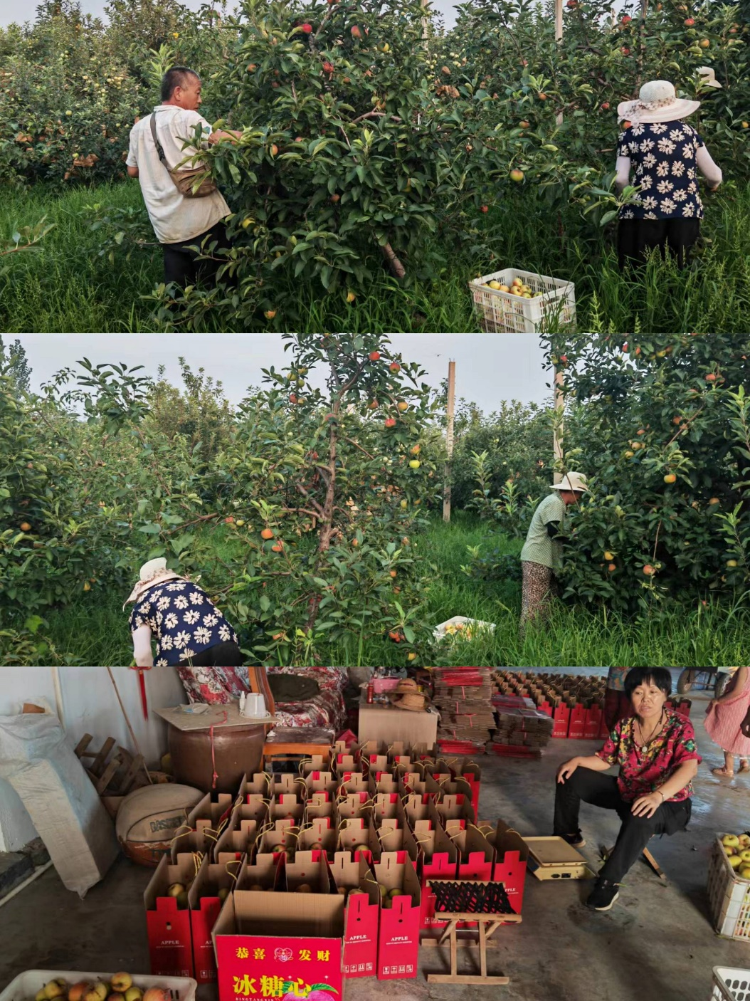 山东平安产险：“助销农产品 平安暖人心”爱心助农活动