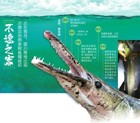 河南汝州两条鳄雀鳝被捕 还在青岛、银川等地出现