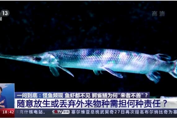 鳄雀鳝为何“来者不善”？原产北美洲，内脏鱼卵有剧毒