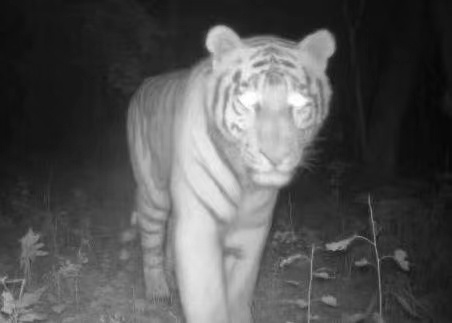 双鸭山再现东北虎，林业局：不是完达山一号