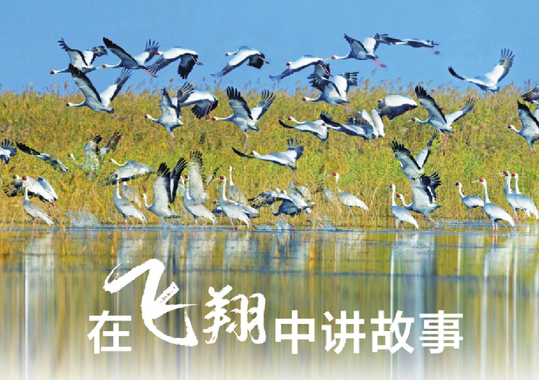 从三江源到黄河三角洲横贯5000公里 黄河流域水鸟“人口普查”
