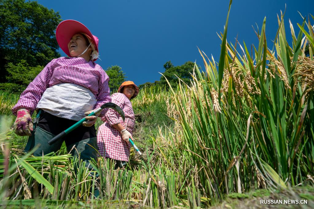 В рисовых террасах Хунхэ-Хани начался сезон сбора урожая