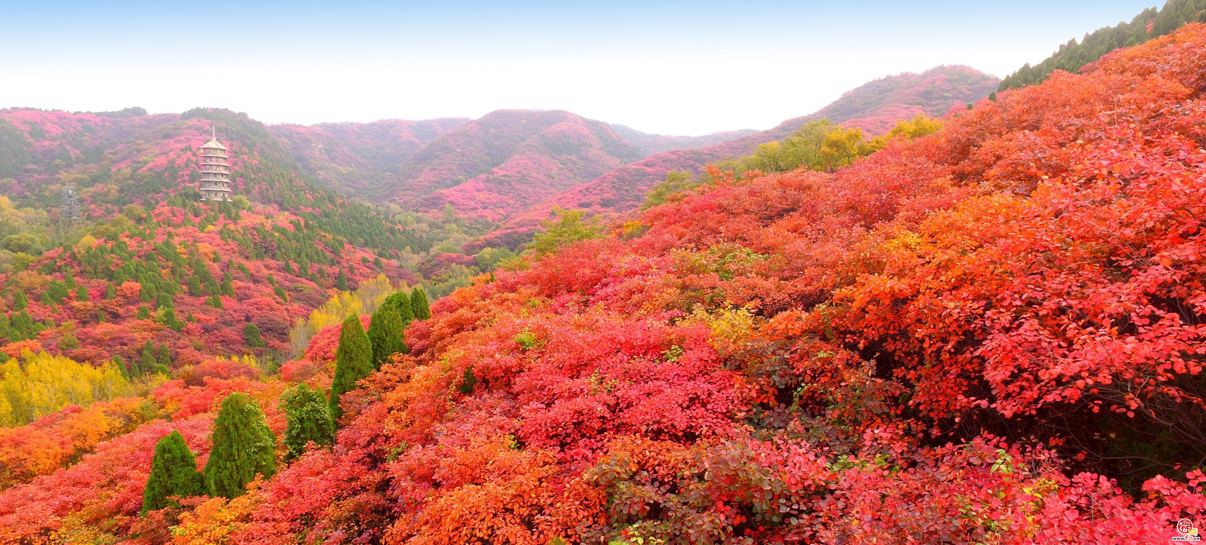 万山红遍，红叶谷迎来最佳赏秋季