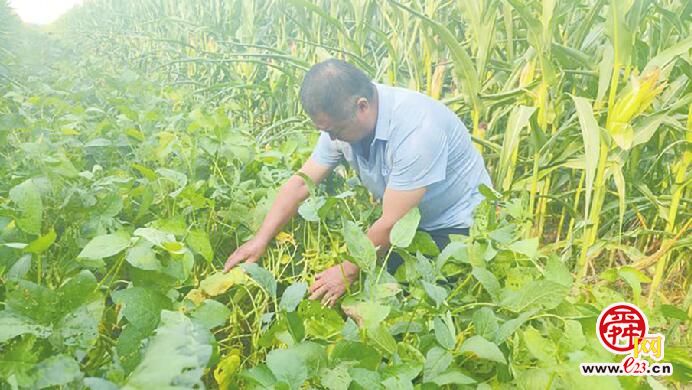 稻谷熟了、瓜果飘香、腰包鼓了……泉城乡间田野呈现一幅幅丰收画卷