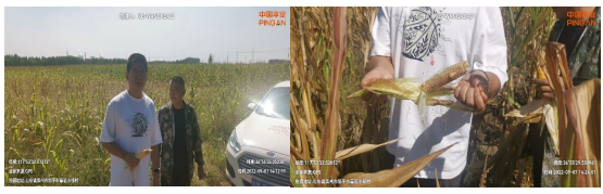 山东平安产险：滨州中支正式启动玉米保险查勘理赔工作