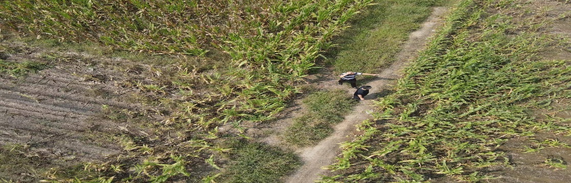 山东平安产险：滨州中支正式启动玉米保险查勘理赔工作