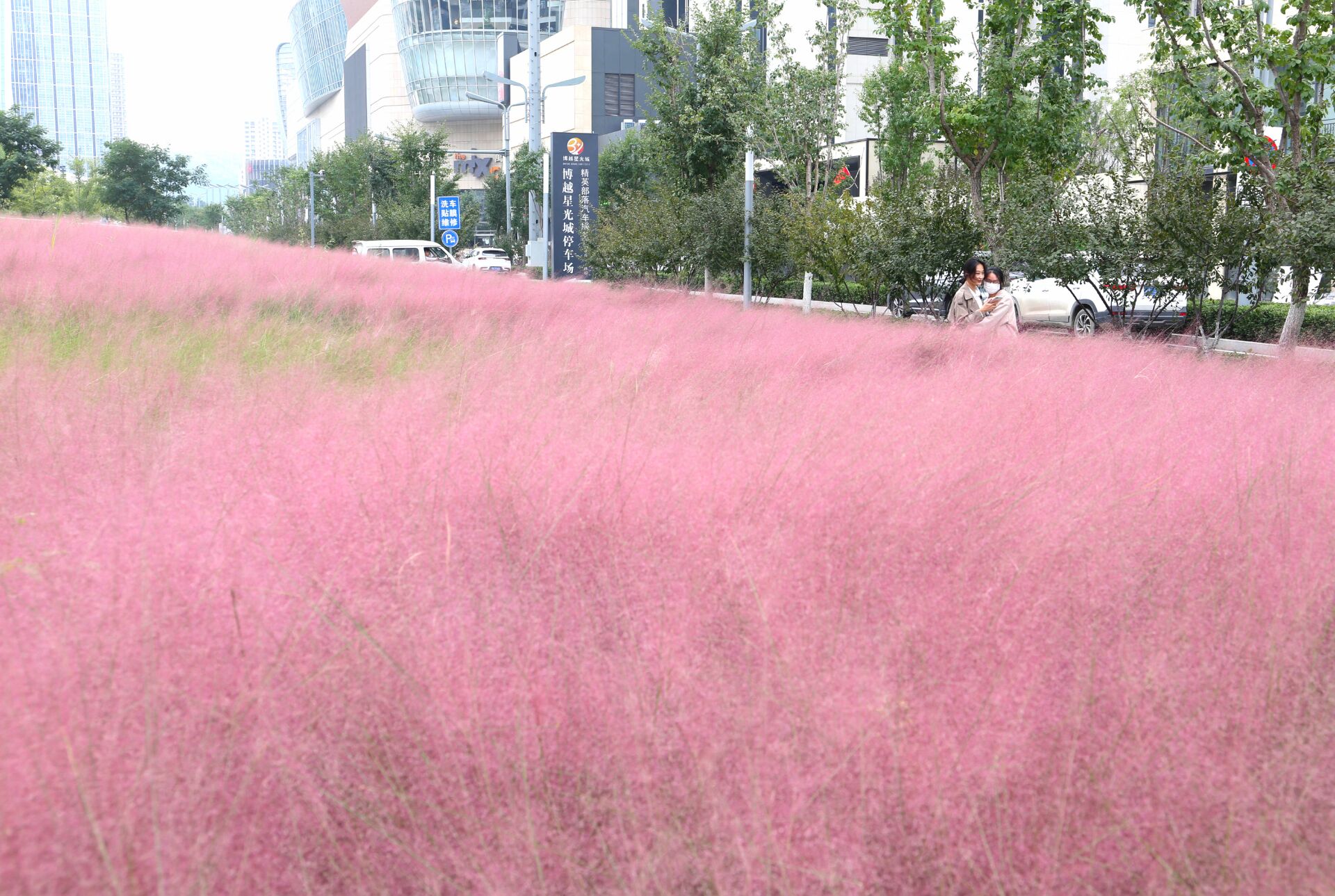 “粉色棉花糖”上线，扮靓泉城秋天