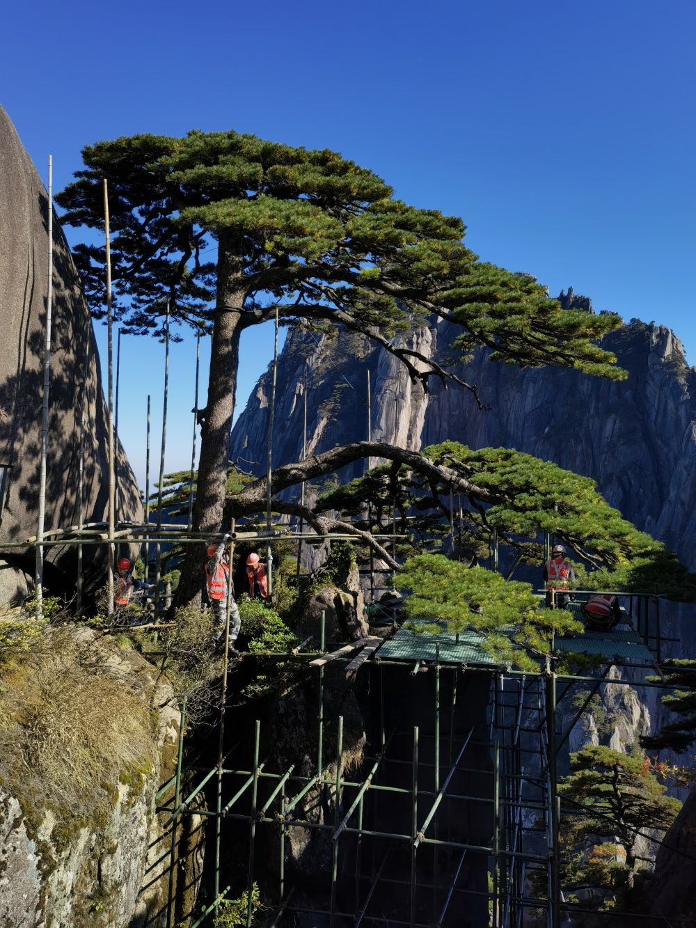 安徽黄山千年迎客松迎来第五次全面“体检”