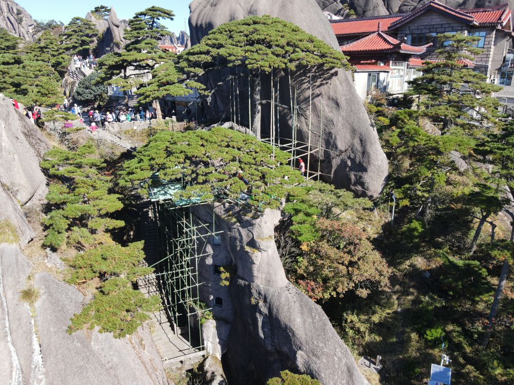 安徽黄山千年迎客松迎来第五次全面“体检”